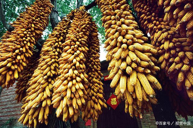 猪价&ldquo;插翅涨&rdquo;，玉米、豆粕&ldquo;涨翻天&rdquo;，蛋价&ldquo;跌惨&rdquo;！发生了啥