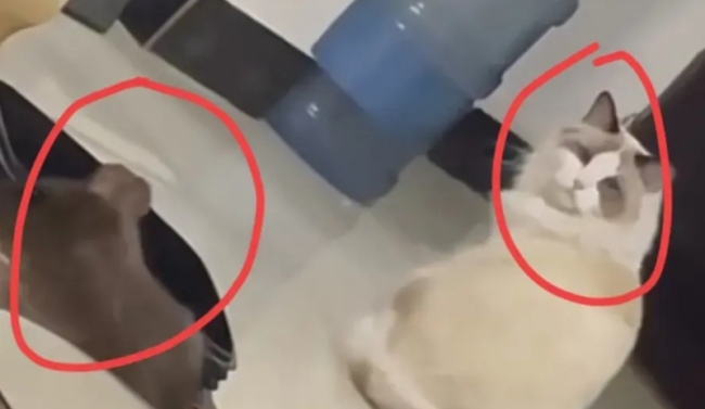 老鼠爬上桌主人惊慌呼叫自家猫咪
