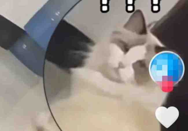 老鼠爬上桌主人惊慌呼叫自家猫咪