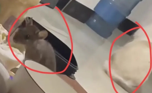 老鼠爬上桌主人惊慌呼叫自家猫咪