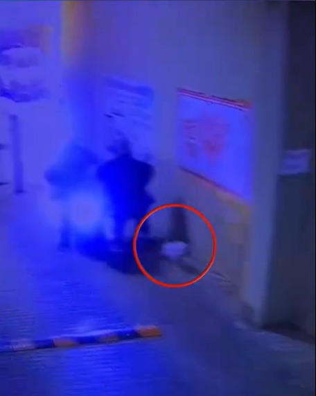主人撞车 狗子直接跑路！在护主和逃跑之间它选了跑路