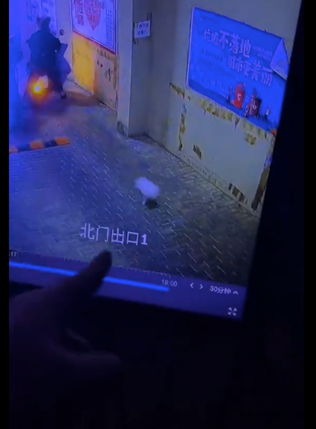主人撞车 狗子直接跑路！在护主和逃跑之间它选了跑路