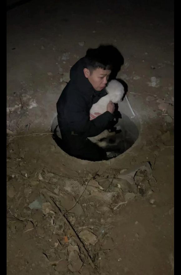 主人撞车 狗子直接跑路！在护主和逃跑之间它选了跑路